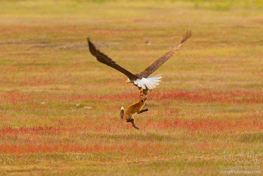 wildlife-photography-eagle-fox-fighting-over-rabbit-kevin-ebi-2-5b0661e5b1a11_880.jpg