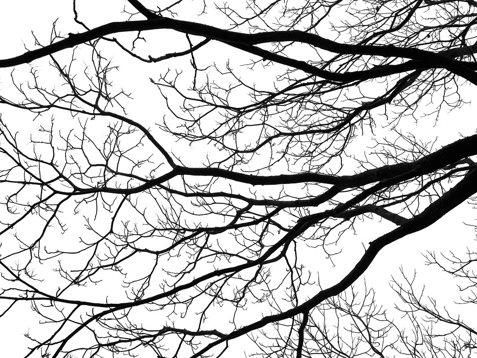 white-branches-tree-fractal-silhouette-black-1438260.jpg