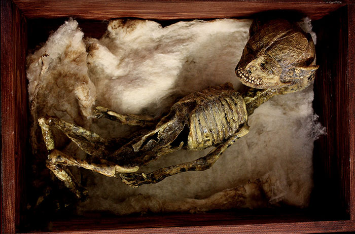 mysterious-skulls-skeletons-thomas-theodore-merrylin-home-london-4.jpg