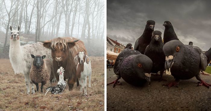 10 állatos kép, amiből nagyon menő albumborító lehetne