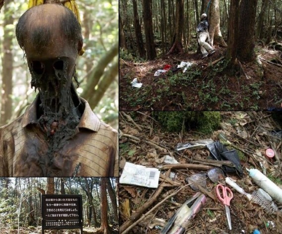 the-haunted-forest-aokigahara-in-japan-11.jpg