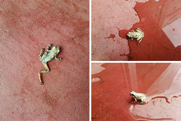 This Frog Was Found All Dried Up And Withered Outside The Store In The Morning. The Store Manager Said, "Let's Try Splashing Some Water On It," And Holy Sh*t It Came Back To F*cking Life