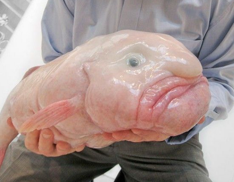 the-blobfish-and-20-other-animals-so-ugly-theyre-cute.png