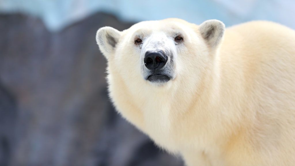 Gyomorforgató: Semjént „inspirálná”, ha lelőhetne egy kihalás szélén álló jegesmedvét
