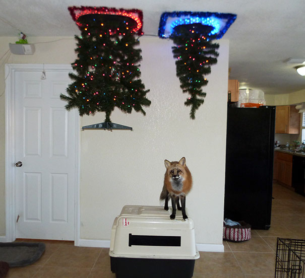 protecting-christmas-tree-from-dogs-cats-pets-17-585a73af7574f_605.jpg