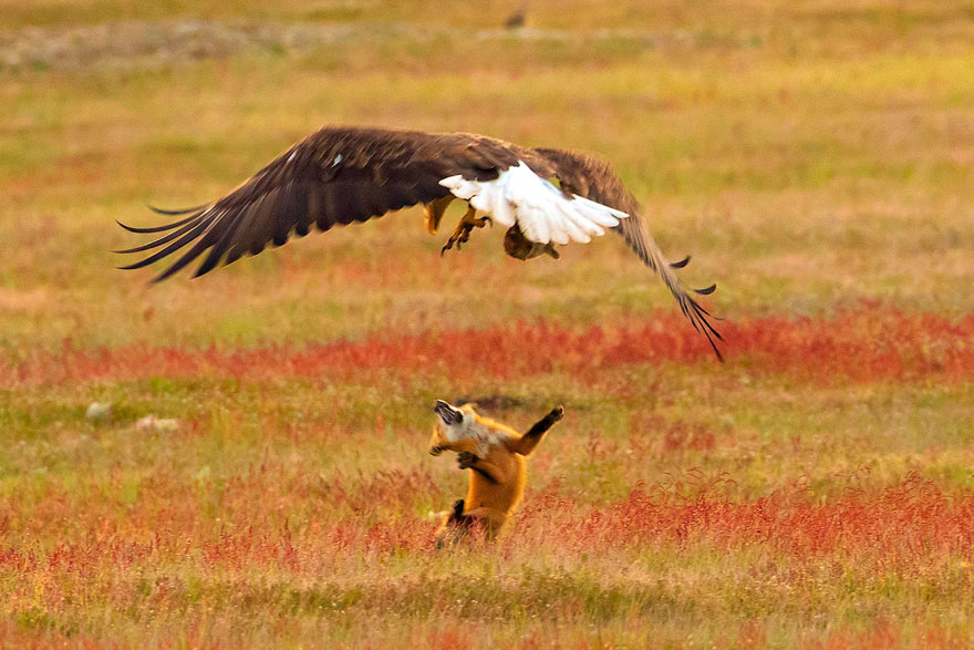 wildlife-photography-eagle-fox-fighting-over-rabbit-kevin-ebi-10-5b0661f6e5d5c_880.jpg
