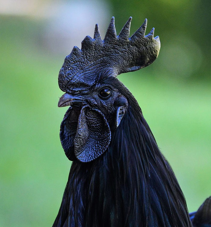 goth-black-chicken-ayam-cemani-20.jpg