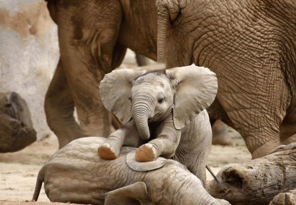 baby-elephant-massaging-his-brother.jpg