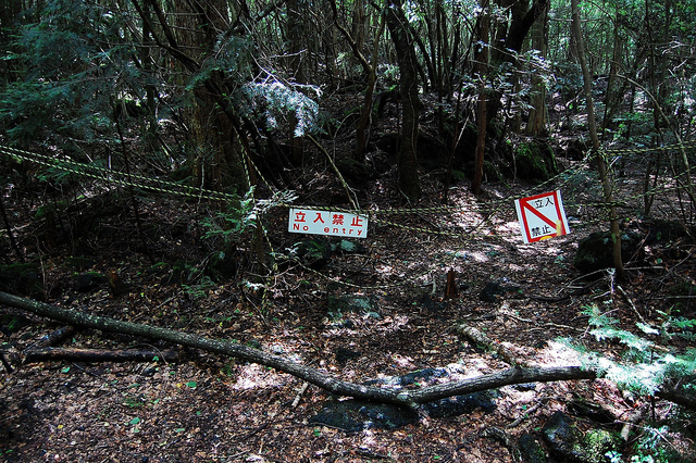 the-haunted-forest-aokigahara-in-japan-2.jpg