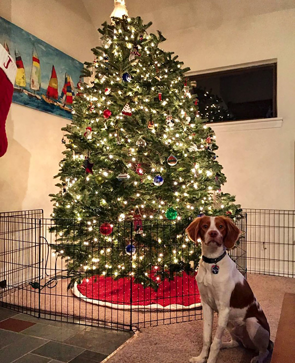 protecting-christmas-tree-from-dogs-cats-pets-16-585a72c83d944_605.jpg