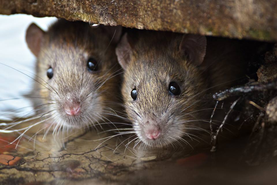 Az álmennyezetből hamis patkányok esnek a világszínvonalú magyar egészségügyre