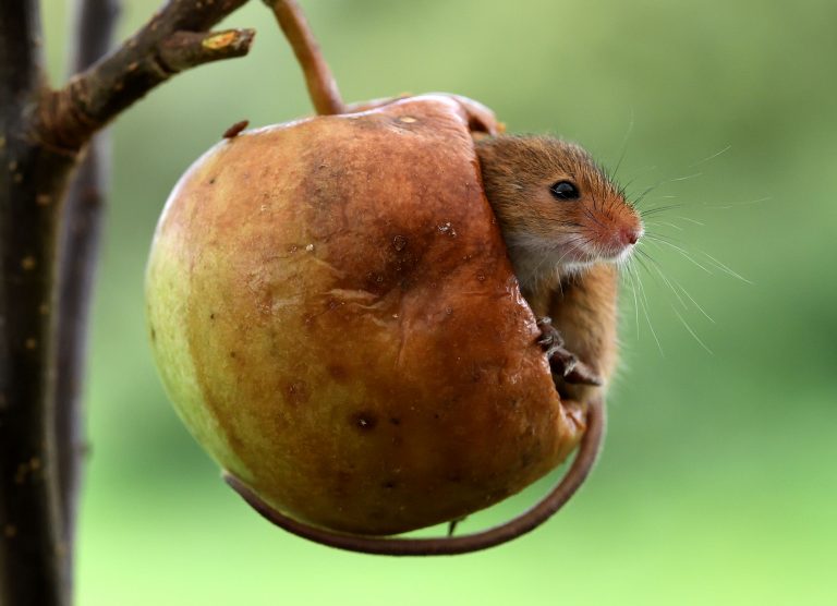 1_caters_mouse_in_an_apple_02-768x556.jpg