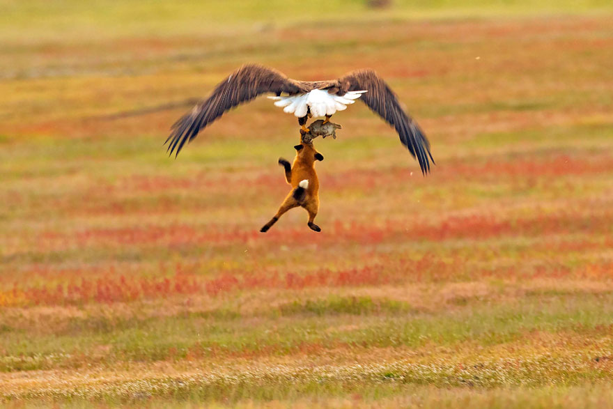 wildlife-photography-eagle-fox-fighting-over-rabbit-kevin-ebi-6-5b0661edc4434_880.jpg
