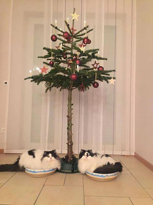 protecting-christmas-tree-from-dogs-cats-pets-19-585a7629ec52f_605.jpg