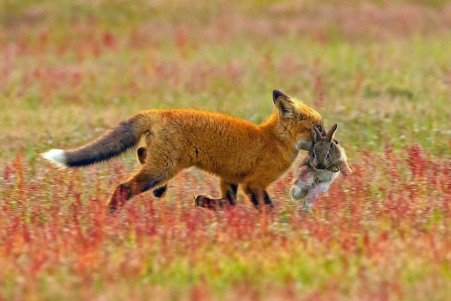 wildlife-photography-eagle-fox-fighting-over-rabbit-kevin-ebi-3-5b0661e7e5168_880.jpg