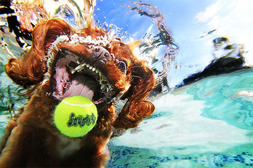 Félelmetes fotók víz alatt pancsoló kutyákról