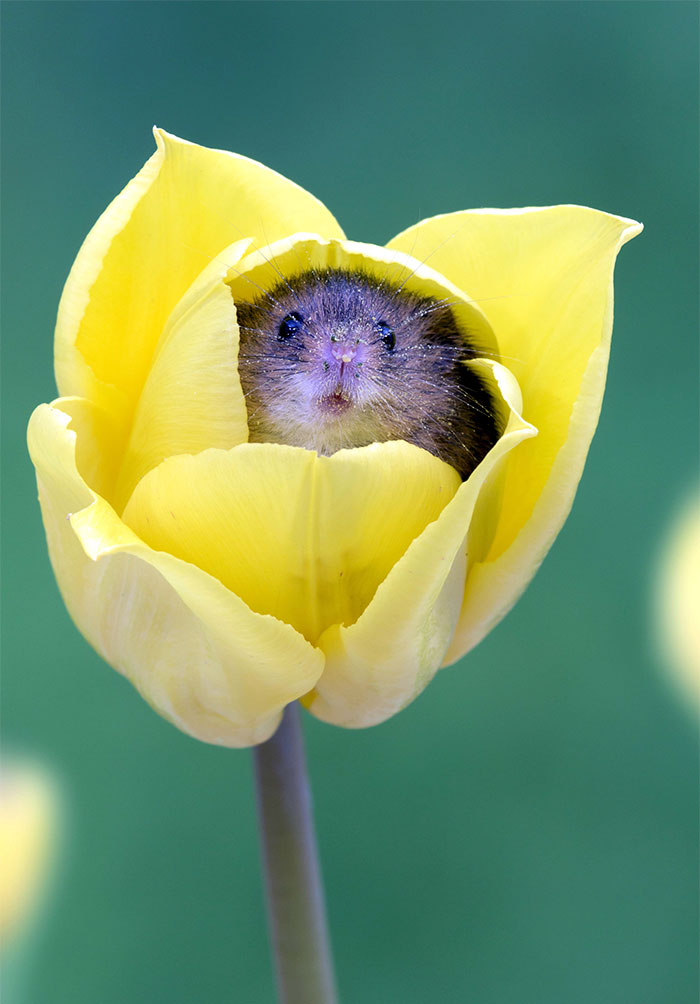 cute-harvest-mice-in-tulips-miles-herbert-4-5ad0977cdbf5f_700.jpg