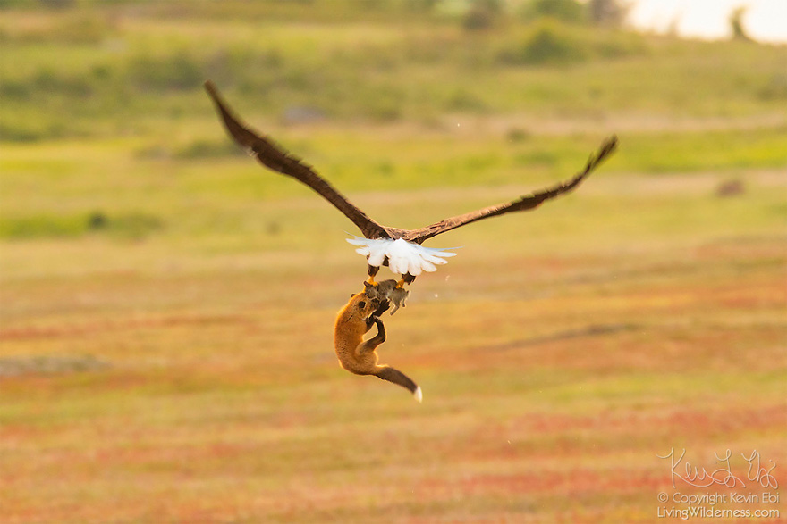 wildlife-photography-eagle-fox-fighting-over-rabbit-kevin-ebi-14-5b0662f18d04a_880.jpg