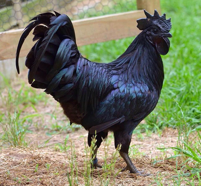 goth-black-chicken-ayam-cemani-21.jpg