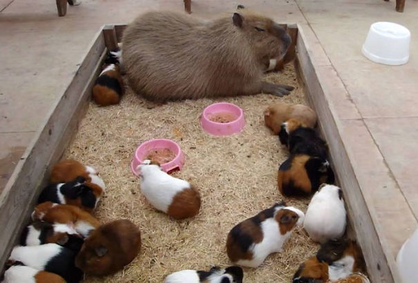 capybara-unusual-animal-friendship-36-5703aa79930a8_605.jpg