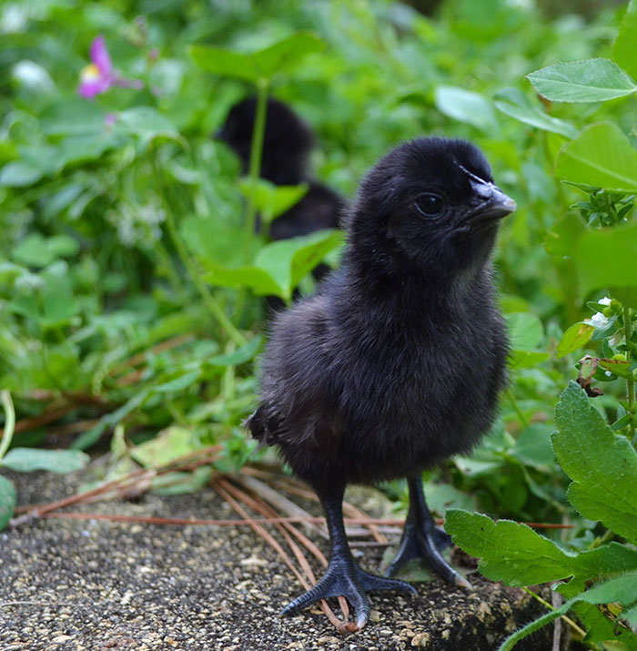 goth-black-chicken-ayam-cemani-3.jpg