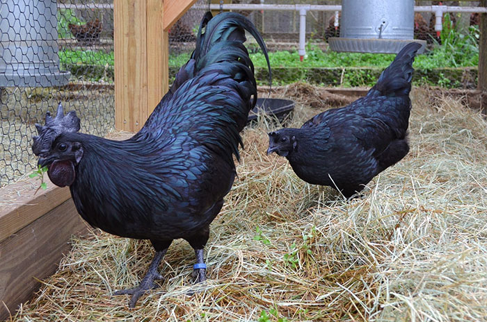 goth-black-chicken-ayam-cemani-15.jpg