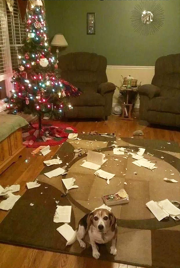 A kutyák sem szentek: itt van 10, amelyik tönkretette a karácsonyt
