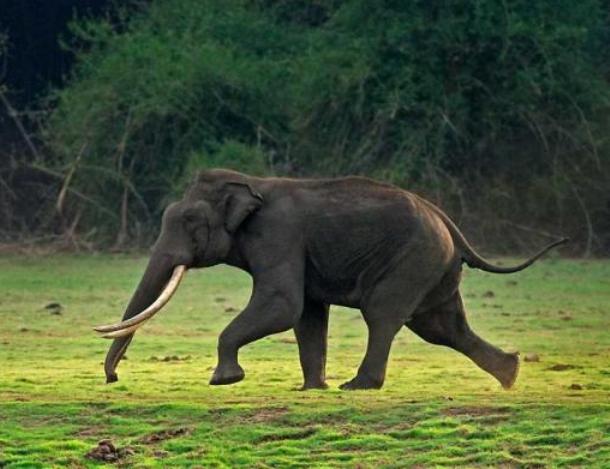 manojcsindagi_in-elephant-tusker-running.jpg