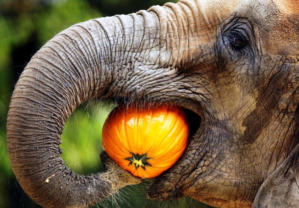 elephantfacts_net-elephant-eating.jpg