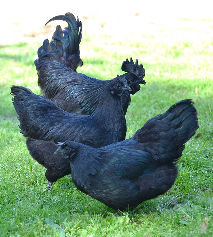 goth-black-chicken-ayam-cemani-14.jpg