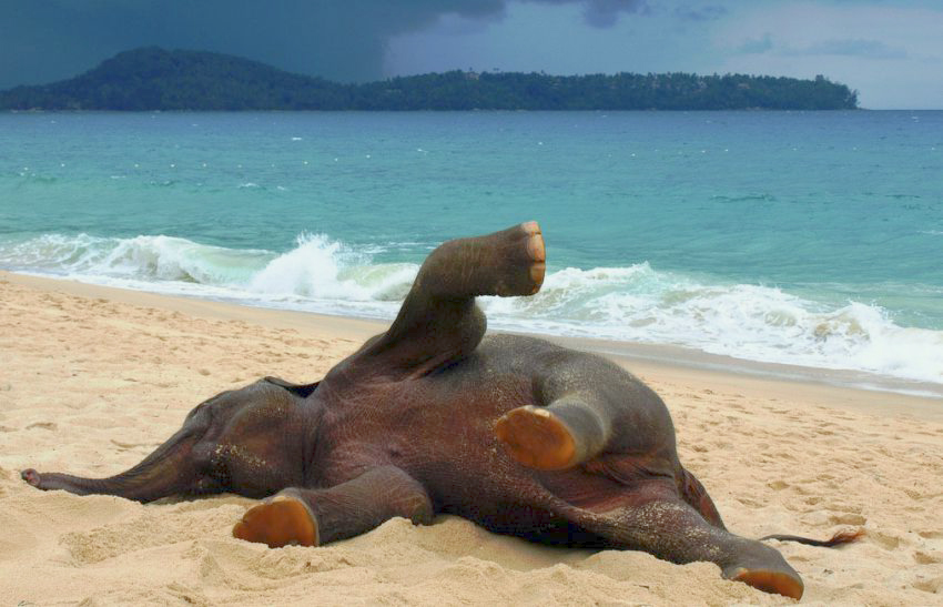 elephant-at-the-beach-1.jpg