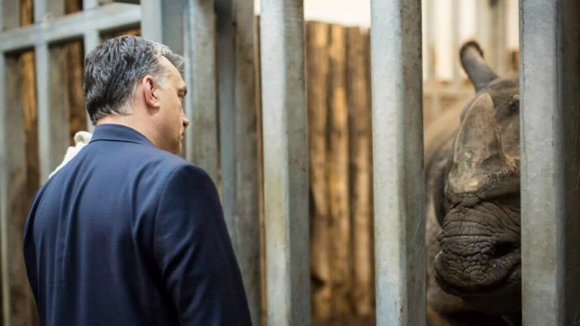 Brusselis irritati, avagy miért éppen egy orrszarvút fogadott örökbe Orbán Viktor?
