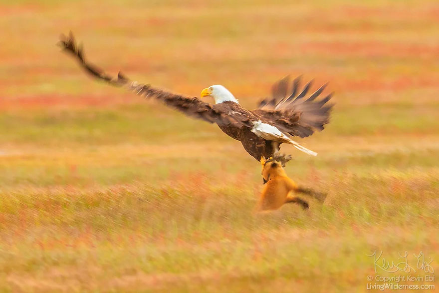 wildlife-photography-eagle-fox-fighting-over-rabbit-kevin-ebi-1-5b0661e3e2b7e_880.jpg