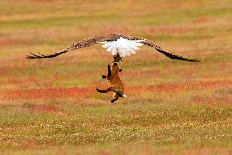 wildlife-photography-eagle-fox-fighting-over-rabbit-kevin-ebi-7-5b0661f0f123c_880.jpg