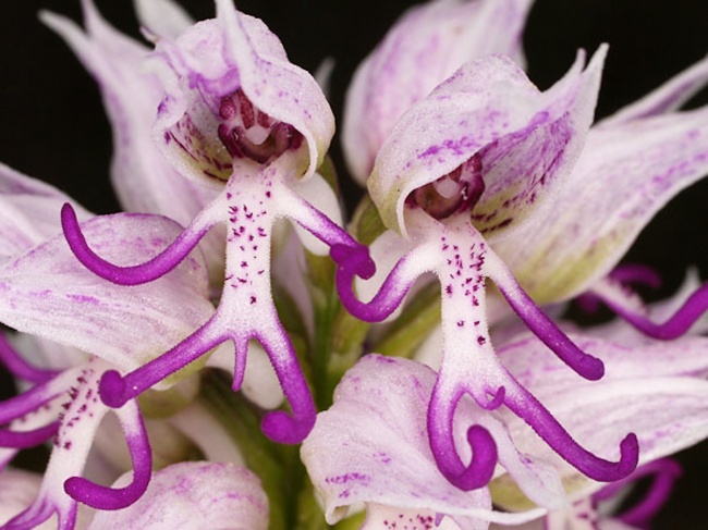 1132605-naked-man-orchid-orchis-italica-650-72025a2c4d-1484647157.jpg