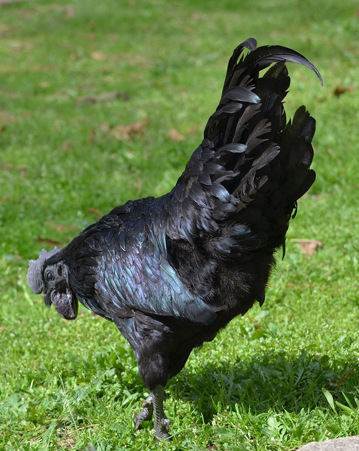 goth-black-chicken-ayam-cemani-13.jpg