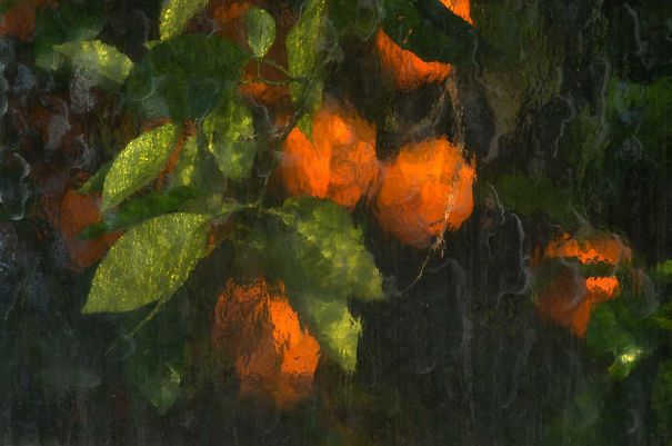 Narancsok fényképezett üvegház üvegházakban