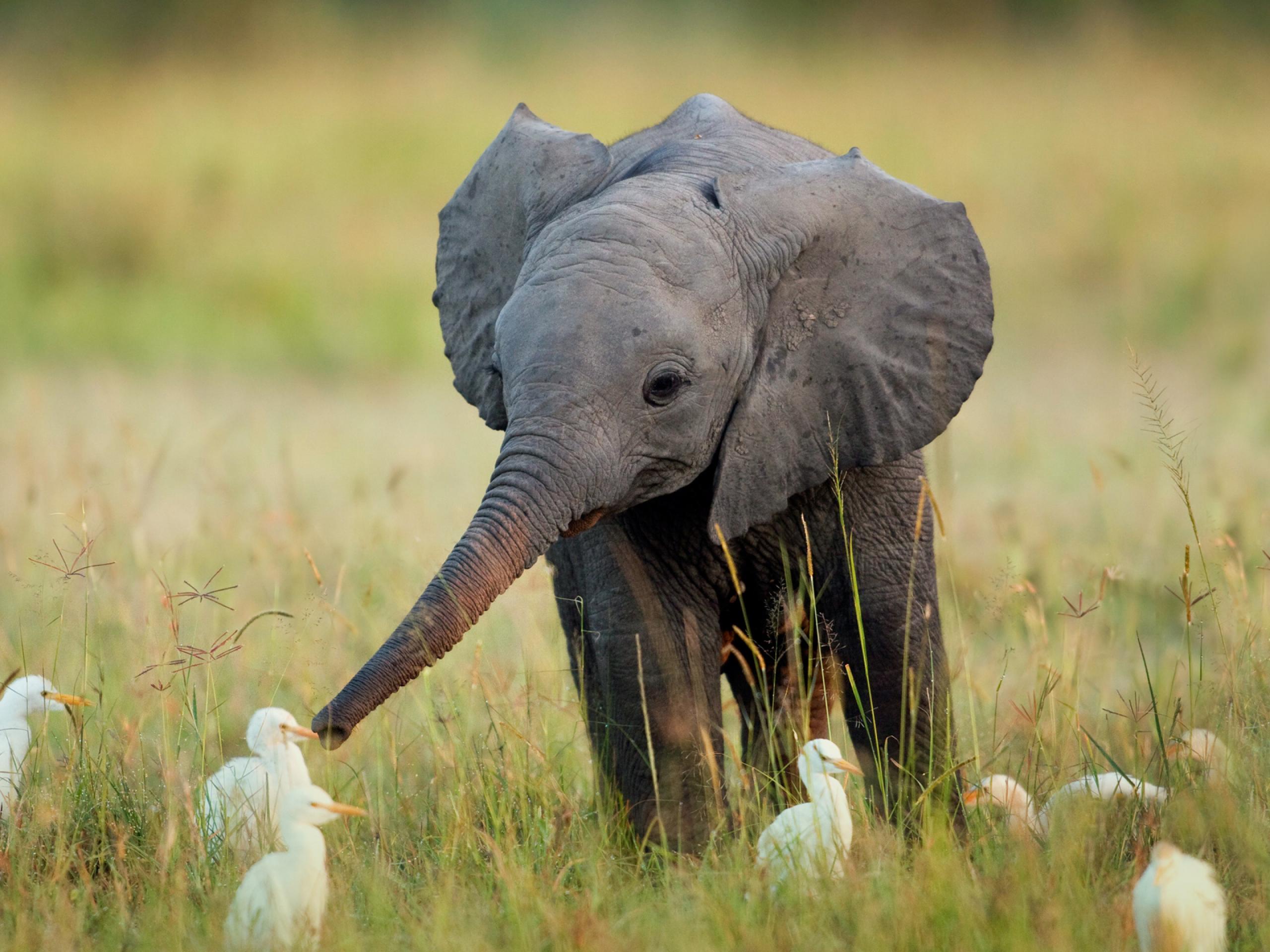 Ha szereted az elefántokat, ezt feltétlenül tudnod kell róluk
