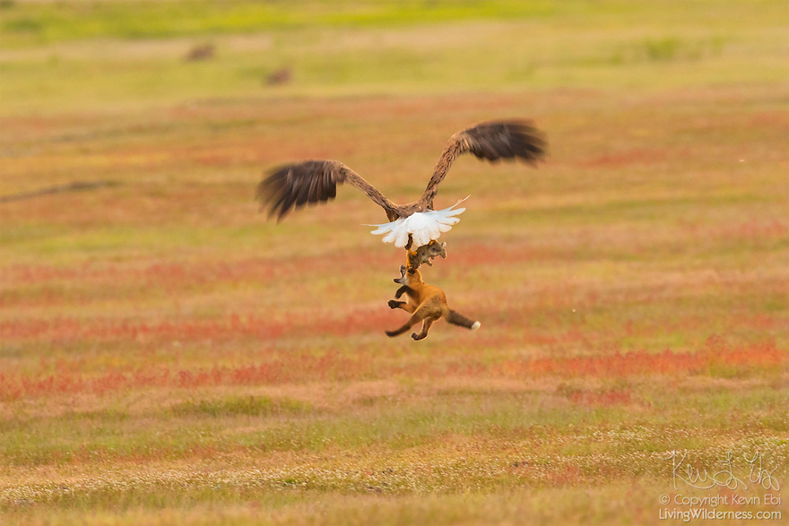 wildlife-photography-eagle-fox-fighting-over-rabbit-kevin-ebi-15-5b066362d8ec7_880.jpg