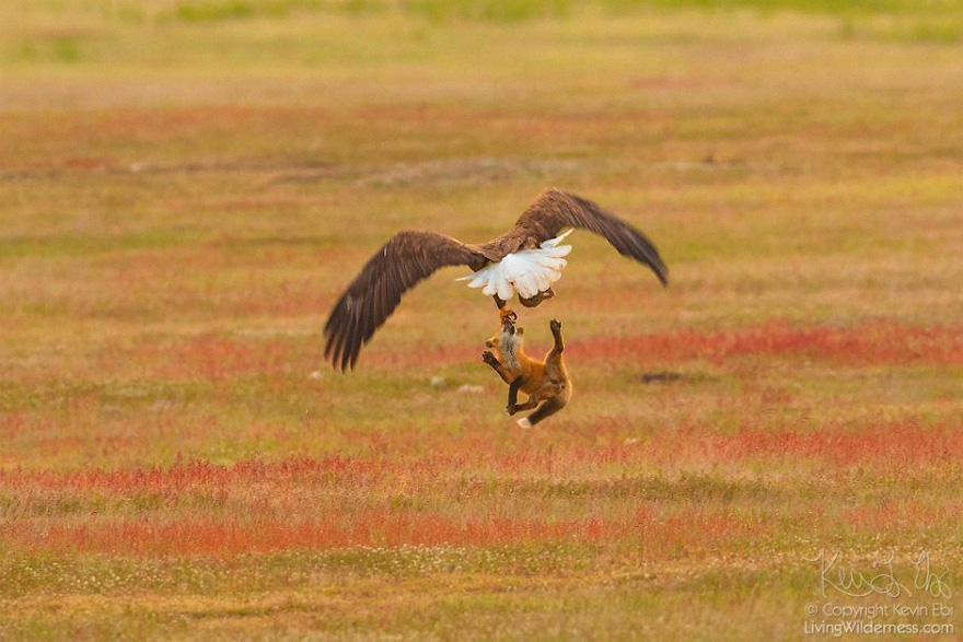wildlife-photography-eagle-fox-fighting-over-rabbit-kevin-ebi-12-5b0661fa2ab13_880.jpg