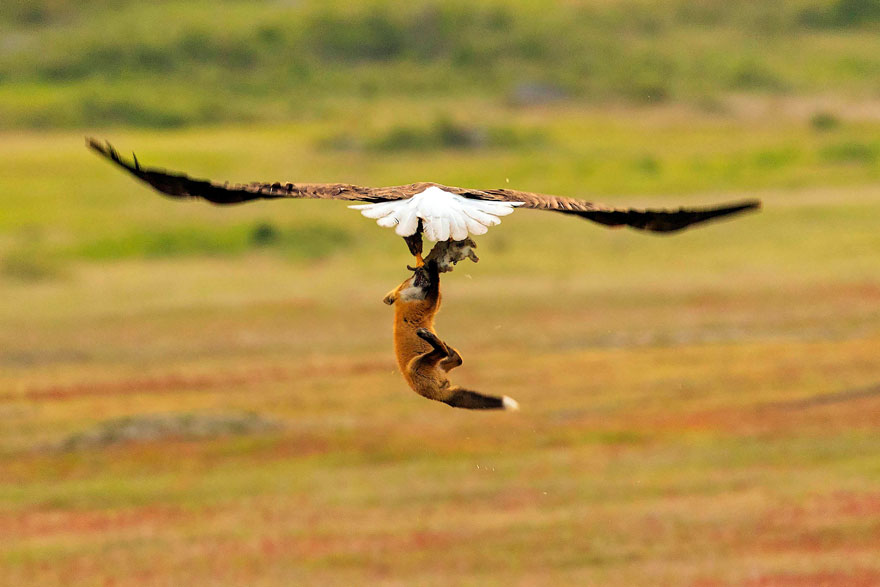 wildlife-photography-eagle-fox-fighting-over-rabbit-kevin-ebi-5-5b0661ebb3686_880.jpg