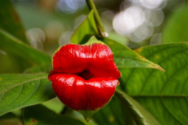 1133355-leaves-lips-nature-plants-red-flowers-2941420-1600x1071-650-878a7b3b6b-1484647157.jpg