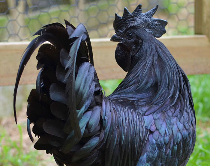 goth-black-chicken-ayam-cemani-16.jpg