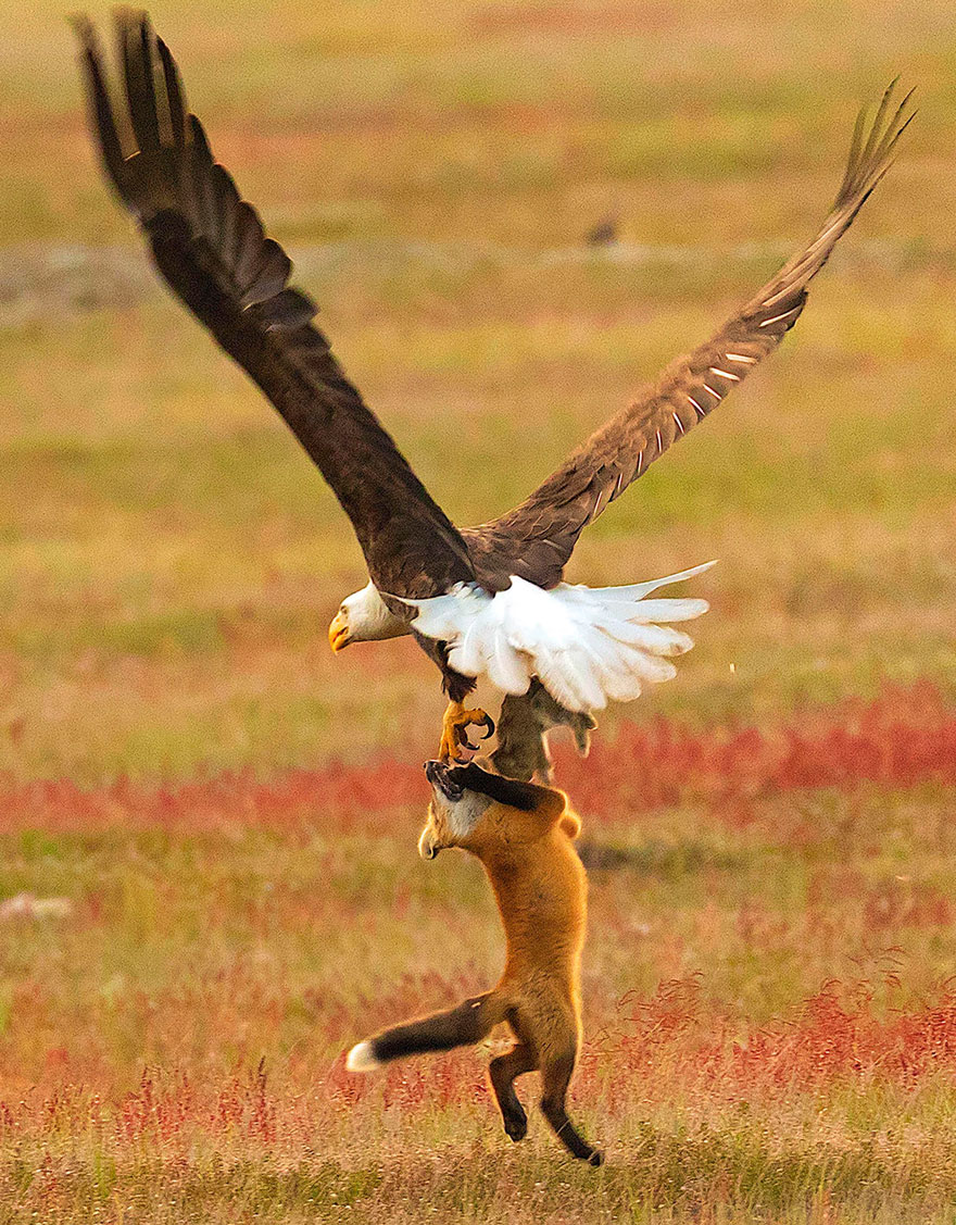 wildlife-photography-eagle-fox-fighting-over-rabbit-kevin-ebi-9-5b0661f5347b7_880.jpg