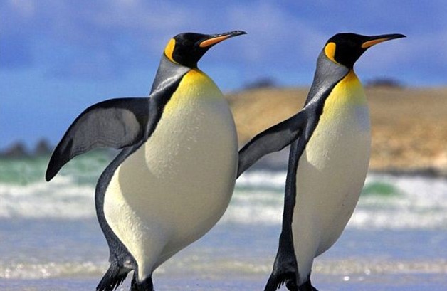 Cikkajánló a hétvégére: élelmiszerpazarlás és a pingvinek hízása, szennyvízelvezetés és energiatakarékos autógumik
