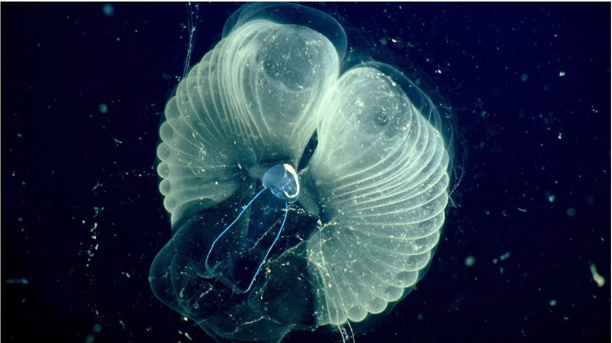 Cikkajánló hétvégére: undorító plankton, Covid-hatás és atombiztos-e az atom