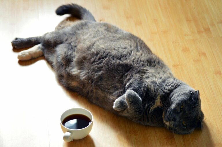 Kérem, ez a macska gusztustalanul kövér!