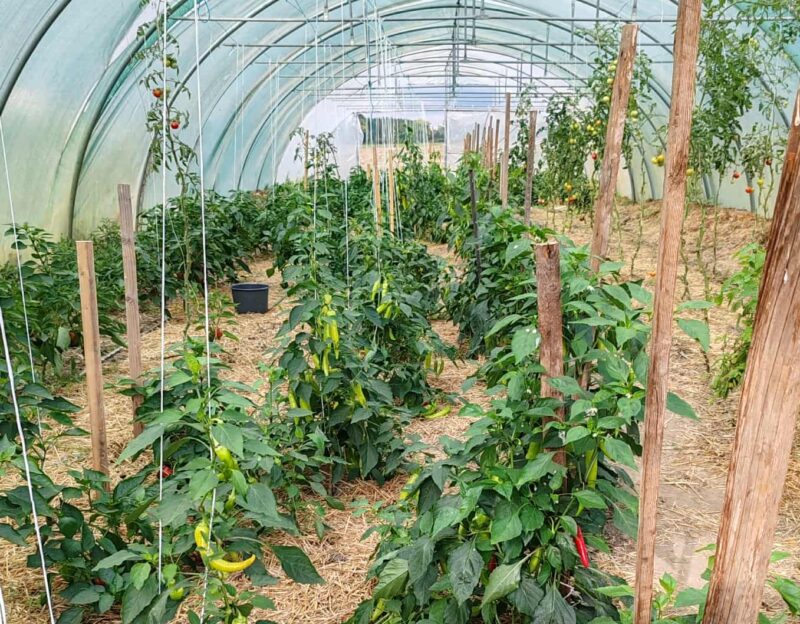 1036. Itt a tavasz…