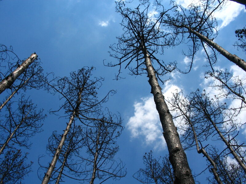 Égető szükség átgondolni a magyar erdők kezelését