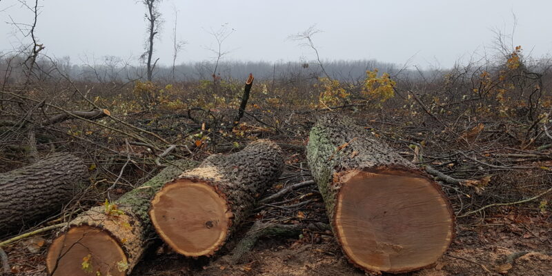 Tűzifarendelet és fenntartható erdőgazdálkodás – gyakran ismételt kérdések